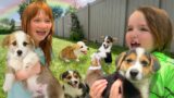 DOGGY DAY CARE SPA!!  Adley Niko & Navey take care of baby puppies! pet makeover and morning routine