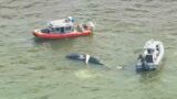 Dead whale washes ashore on beach on Long Island