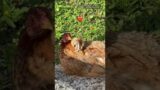Deputies reunite chick with mother hen after storm drain rescue #shorts