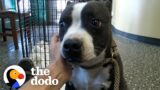 Dog That Spent A Year Running From People Melts Into Her Rescuer's Arms | The Dodo