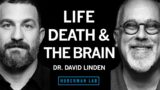 Dr. David Linden: Life, Death & the Neuroscience of Your Unique Experience | Huberman Lab Podcast