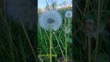 Dublin City | Dandelions