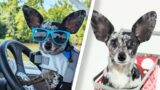 Ear-resistible: Rescue Dog With Huge Ears Loves To Dress Up