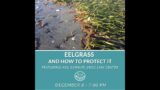Eel Grass and How to Protect It