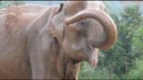 Elephant Enjoying Her First Mud Bath After A Long Rescue Journey – ElephantNews