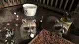 Friday Night Raccoon Homecoming Party – Celebrating Daddy Coming Home Today!