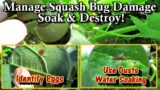 Garden Pests & Diseases: Soak & Destroy, Decreasing Squash Bug Damage, and Pest/Egg  Identification