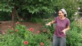 HOMESTEAD LIVING VIDEO #46 (Summer 2021) / Full Garden Tour – No-Dig, Organic, Missouri Ozarks