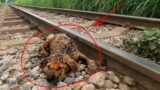 Her was abandoned on the train tracks and thought he couldn't survive but a miracle happened