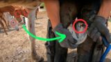 Horse's HOOF BROKEN into PIECES, other horses SHOCKED by Hoof trimming and cleaning by veterinarian