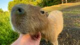 How to Catch and Cook Capybara (real)