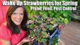 How to Wake up Strawberries to Jump Start Spring Production/Pruning, Feeding, Pest Control