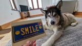 Husky Gets His Howl Back For This Latest Mail Opening