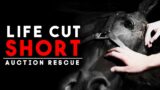 Life Cut Short – Auction Rescue | Horse Shelter Heroes S4E25