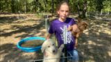 Livestock Guardian Dog Is Finding Out Who The Boss It | With Keeping It Dutch