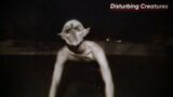 Mega Compilation of Disturbing Trail Cam Footage 2023