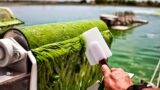 Modern Spirulina Farming Technology – Microalgae cultivation and harvest in a greenhouse