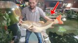 Monster Sized Catfish!!!!! RIP BIG Bill