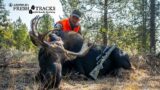 More Than a Moose Hunt | Fresh Tracks Season 10 Premiere!