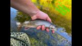 Mossy Creek Fly Fishing Forecast 8/21/2023