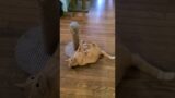 My ADHD troublemaker #cat #gingercat #happycat #catvideo #bella #cats #catvideos #funny