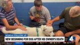 New beginning for dog after his owner's death