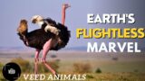 Ostrich: Nature's Unique Flightless Marvel [@VEEDANIMALS