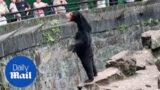 People allege bear in Chinese zoo is actually 'human in costume'