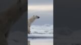 Polar Bears Determination for Survival Against All Odds