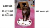 RIP Sweet Camvie 07-30-2023  Friends of Felines Rescue Center (FFRC)