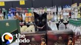 Rescue Cat Lives In Liquor Store | The Dodo