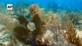 Rescue crews save Florida coral amid historic bleaching