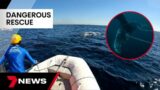 Sea World teams risk their own safety to rescue humpback whale off the Gold Coast | 7NEWS
