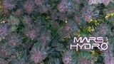 Seed To Harvest Relentless Genetics Tropicana Cherry | Mars Hydro FC3000 All In One Grow Kit