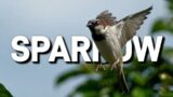 Sparrows 101: 17 Facts That Will Make You Fall in Love with These Birds