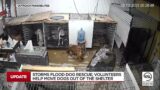 Storms flood dog rescue, volunteers help move dogs out of the shelter