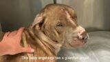 Surviving a gunshot to the HEAD, Meet Lil Gus Gus – Stray Rescue of St.Louis