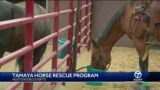 Tamaya horse rescue program hosting rodeo events