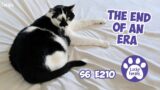 The End Of An Era – S6 E210 – Rescued Cats, Lucky Ferals Cat Vlog