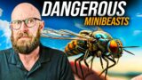 The Most Dangerous Insects in the World
