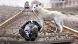 The Wolf Dragged A Man Struck By Lightning Off The Tracks,Then A Miracle Happened