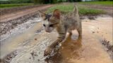 The kitten cries loudly for help, but… The rescue video took away the tears of many people