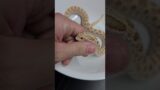 Timothy get his weigh-in (A Hognose Short) #hognosesnake #snake