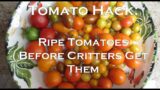 Tomato Hack: How To Rescue Your Tomatoes from Critters