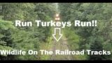 Turkeys Running Under US-2 Bridge With A Freight Train! #trains #trainvideo | Jason Asselin