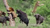 Unbelievable Showdown: Buffalo Defies Odds and Sends Lion Soaring Through the Air!