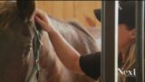 Vets to the rescue for some equine good news