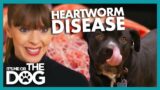 Victoria Breaks Shocking News of Dog's Heartworm | It's Me or The Dog