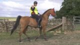 We meet a very experienced Endurance Rider on her novice Pacer (an ex-racing trotter)