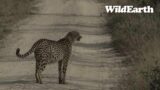 WildEarth – Sunrise Safari –  10 August 2023